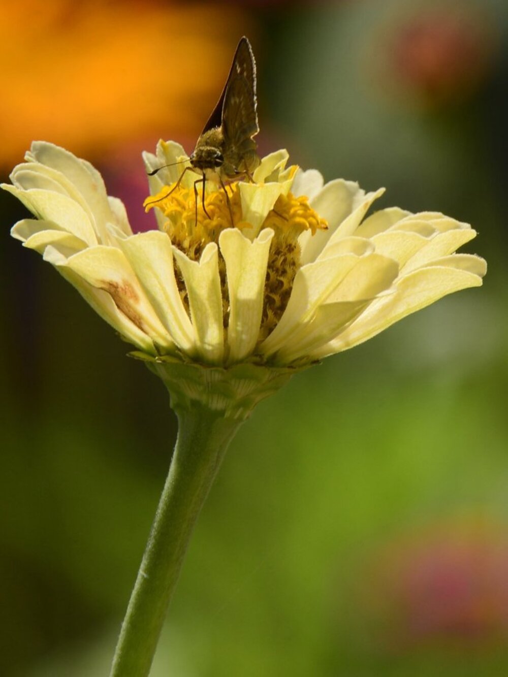 Yellow skipper photo print